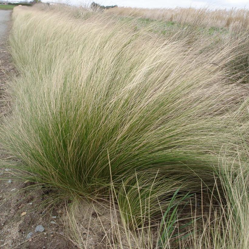 Stipa tenuifolia - Erba ago del Texas (Plant habit)