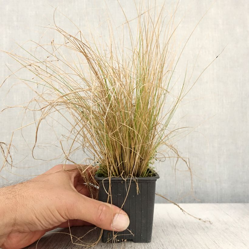Esemplare di Stipa trichotoma Palomino - Stipe à feuilles dentées Godet de 8/9 cm come consegnato in autunno