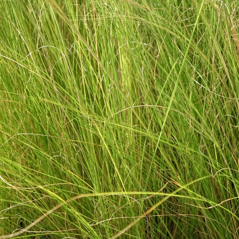 Stipa trichotoma Palomino (Foliage)