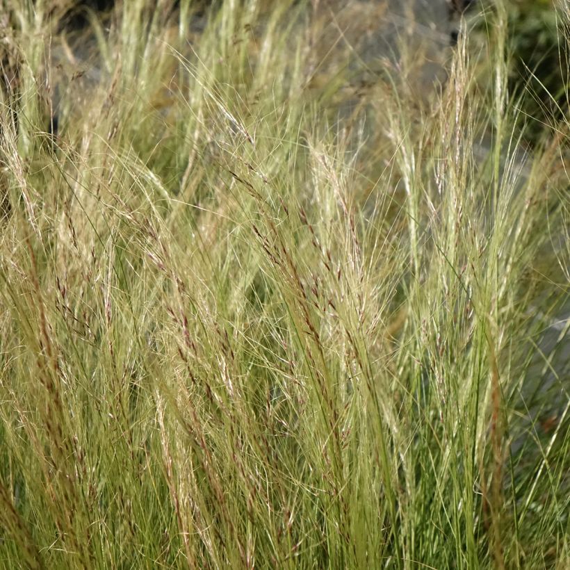 Stipa trichotoma Palomino (Flowering)