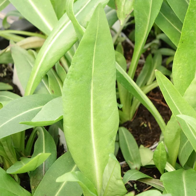 Stokesia laevis Alba (Fogliame)