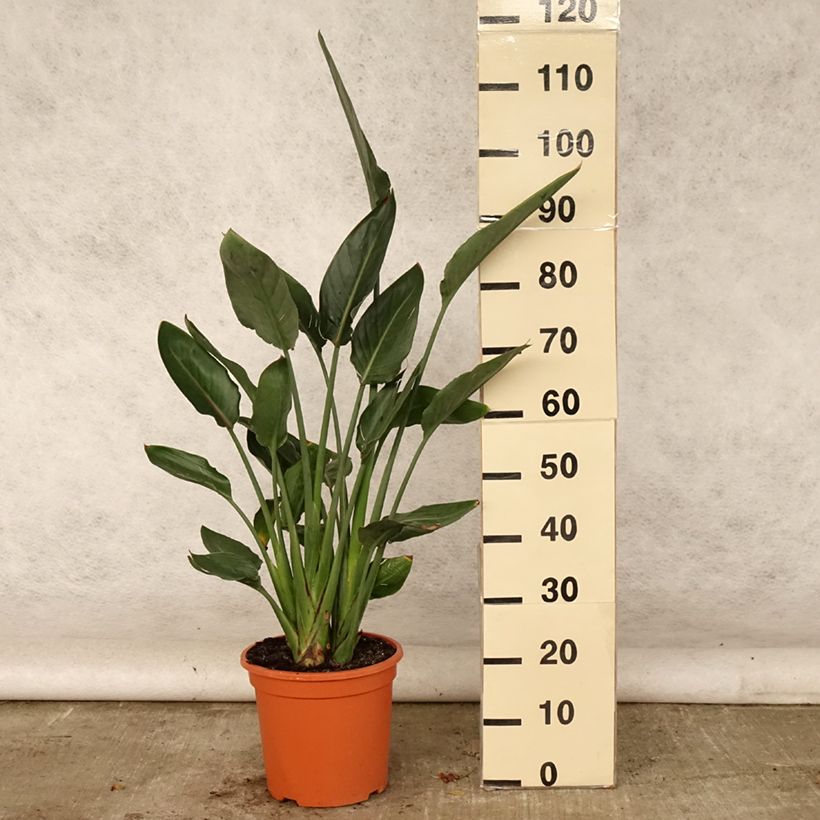 Esemplare di Strelitzia reginae - Uccello del paradiso Vaso da 6L/7L consegnato in estate