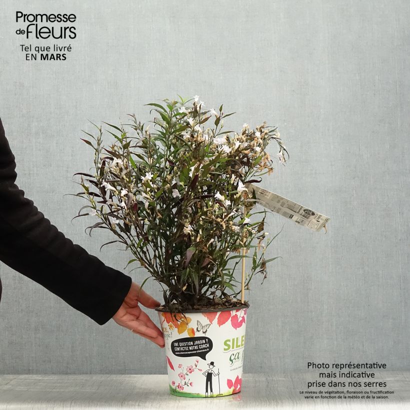 Strobilanthes anisophylla Brunetthy Vaso da 3L/4L esemplare consegnato in primavera