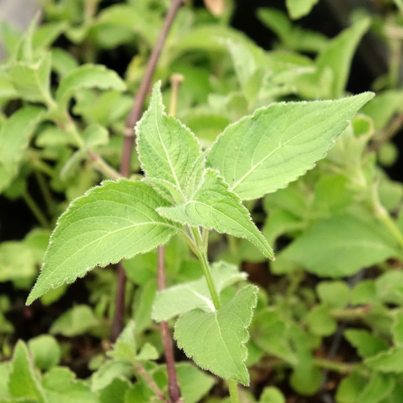Strobilanthes attenuata Blue Carpet (Fogliame)