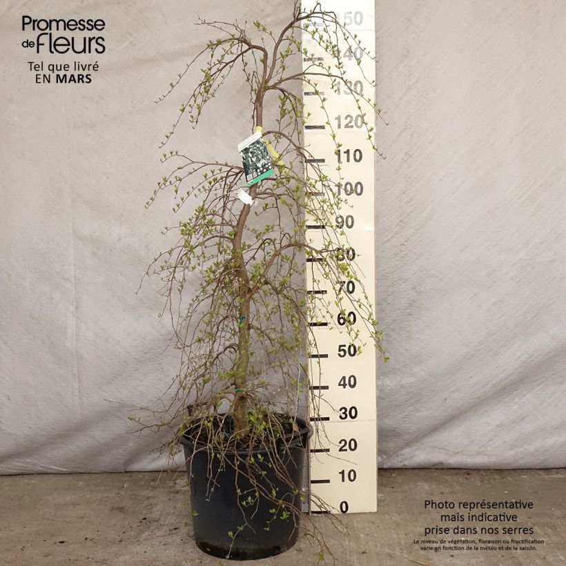 Styrax japonica Fragrant Fountain Vaso da 30L/35L esemplare consegnato in primavera