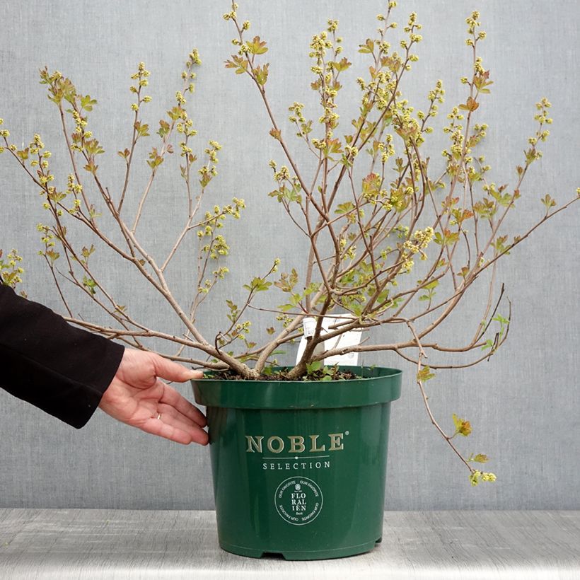 Rhus aromatica Gro-Low - Sommaco aromatico Vaso da 7,5L/10L esemplare consegnato in primavera