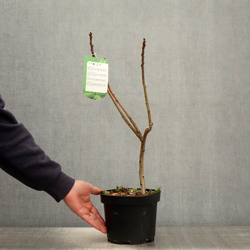 Example of Rhus typhina Dissecta - Sommaco maggiore Vaso da 3L/4L as you get in printemps