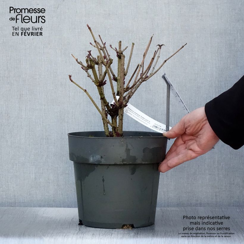 Sureau à grappes - Sambucus racemosa Golden Lace Pot de 6L/7L esemplare consegnato in inverno