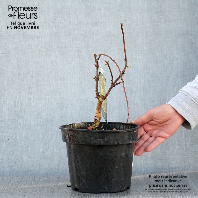 Esemplare di Sureau à grappes - Sambucus racemosa Goldenlocks Pot de 4L/5L come consegnato in autunno