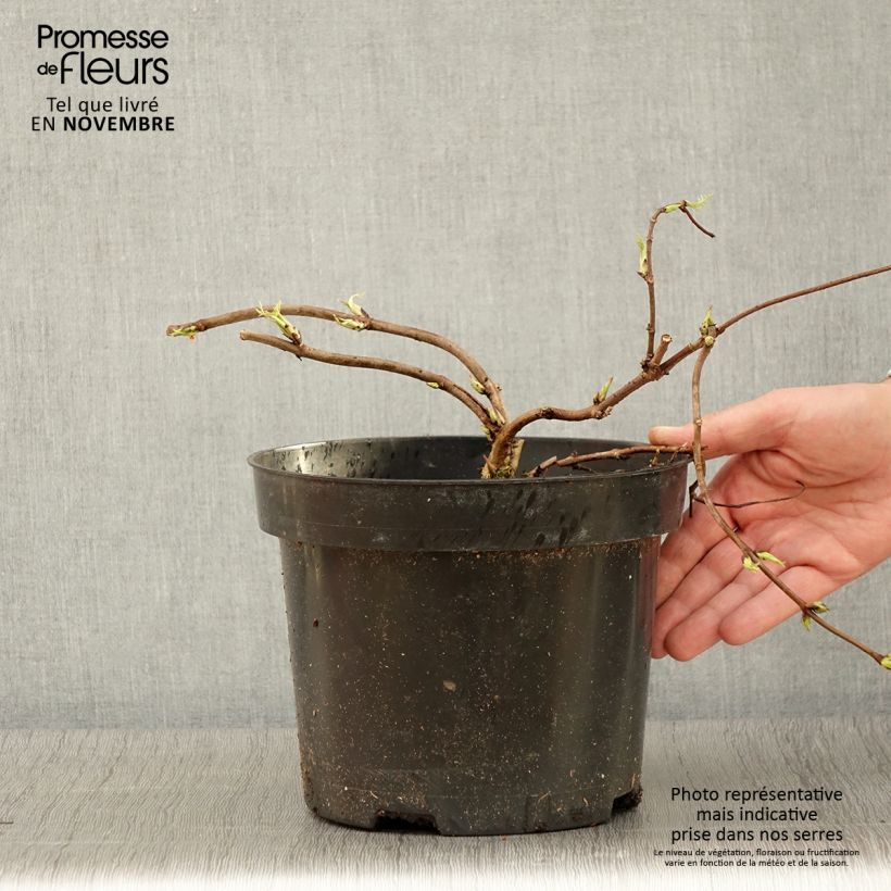 Esemplare di Sureau à grappes - Sambucus racemosa Tenuifolia Pot de 4L/5L come consegnato in autunno