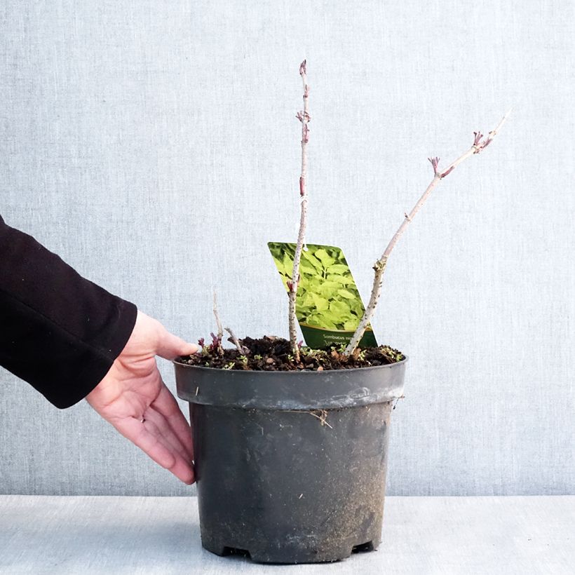 Sambuco nero Luteovariegata Vaso da 4L/5L esemplare consegnato in inverno