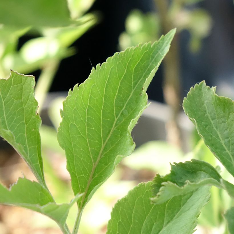 Sambuco nero var. albida (Fogliame)