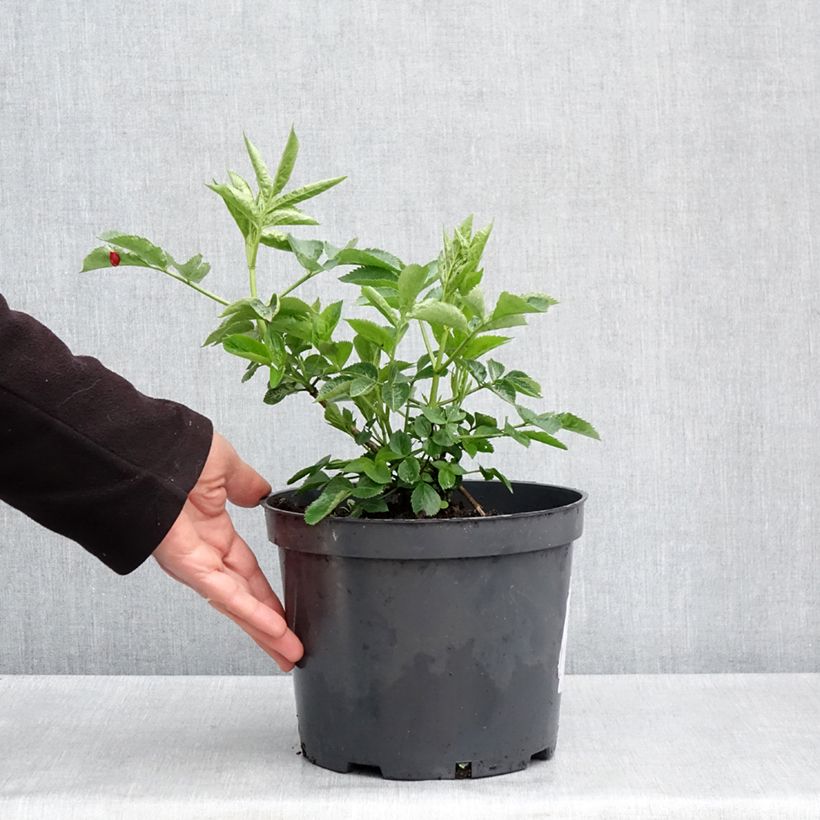 Sambuco nero Anatole Vaso da 4L/5L esemplare consegnato in primavera