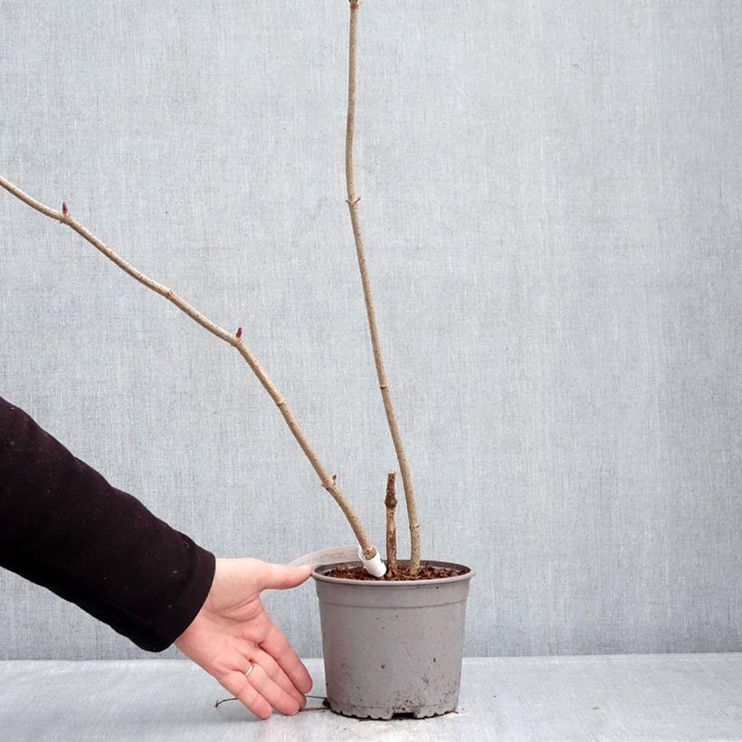 Sambuco nero Aurea Vaso da 2L/3L esemplare consegnato in inverno