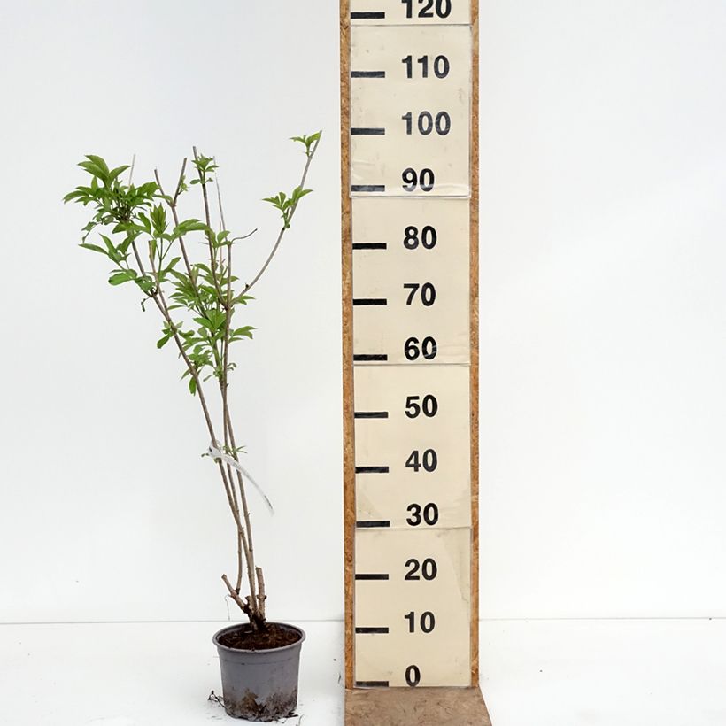 Sambuco nero Aurea Vaso da 2L/3L esemplare consegnato in primavera