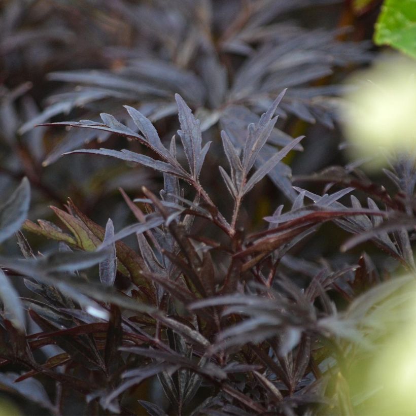 Sambuco nero Black Lace (Fogliame)