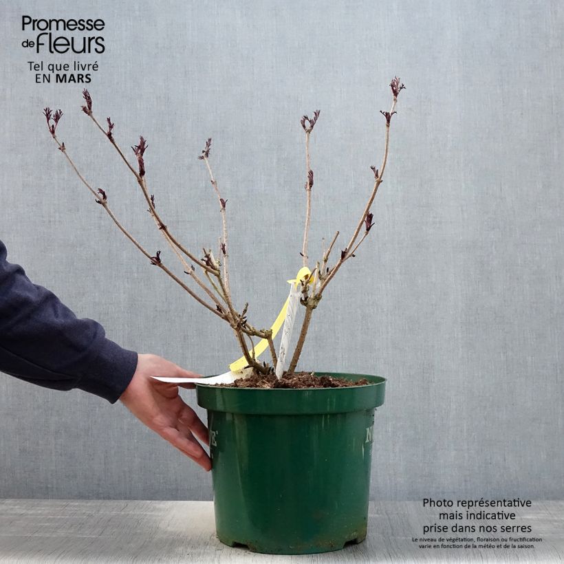 Sambuco nero Black Lace Vaso da 6L/7L esemplare consegnato in primavera