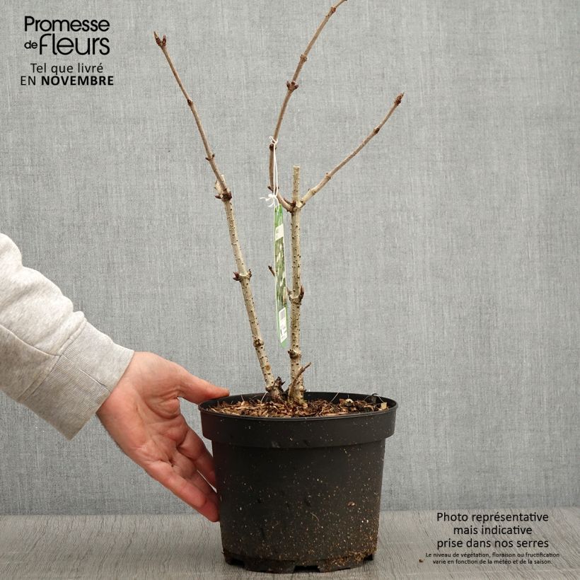Esemplare di Sambuco nero - Sambucus nigra Vaso da 2L/3L come consegnato in autunno