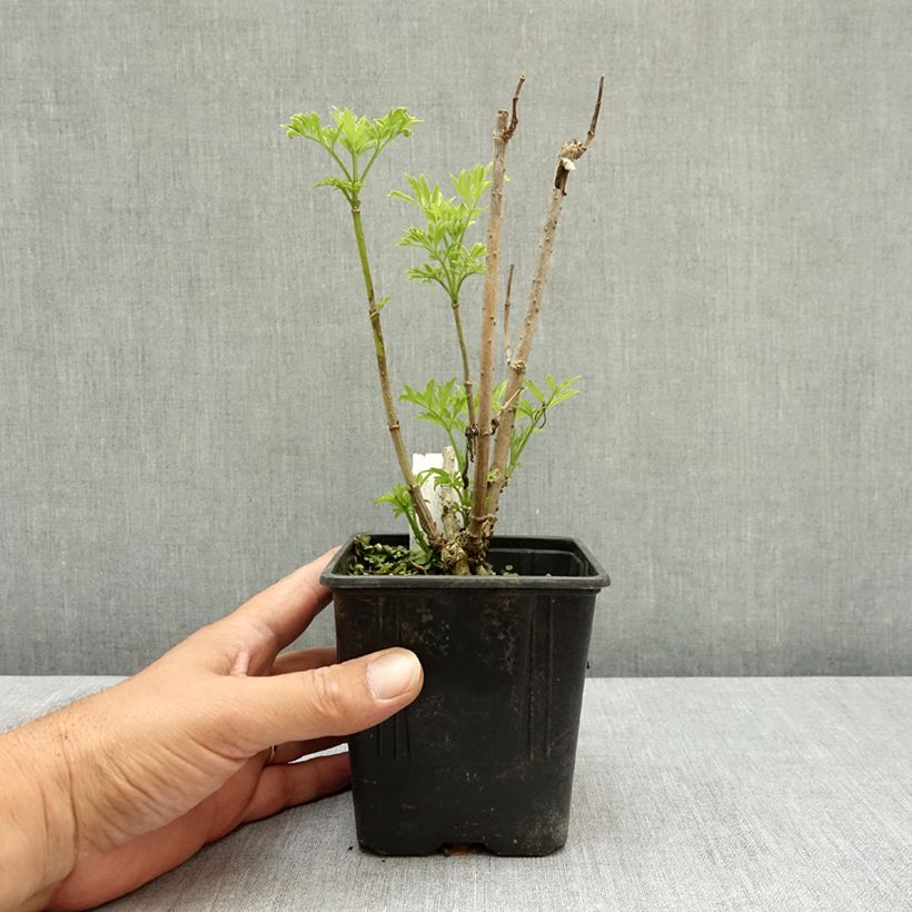 Esemplare di Sambuco nero Golden Tower Vaso da Ø 12 cm / 13 cm consegnato in estate