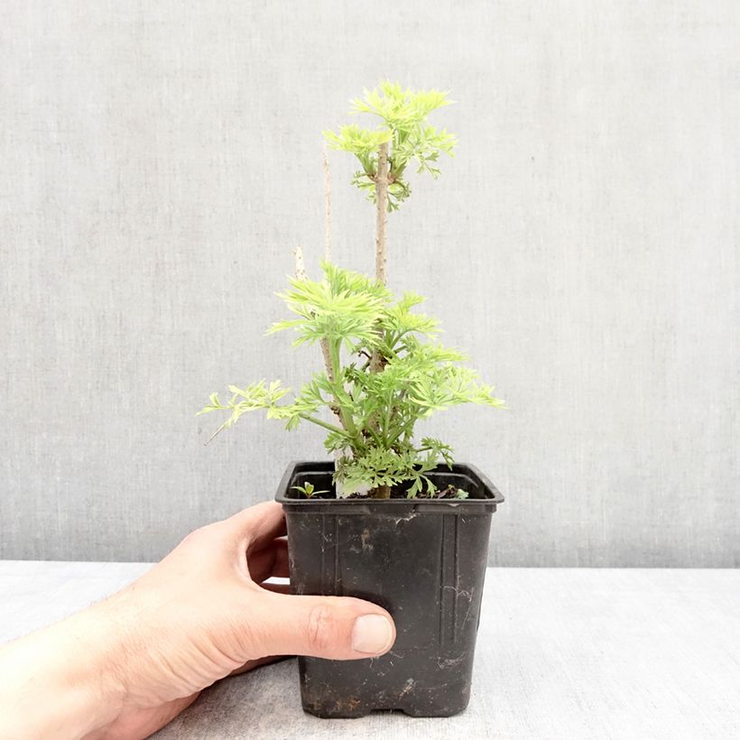 Sambuco nero Golden Tower Vaso da Ø 12 cm / 13 cm esemplare consegnato in primavera