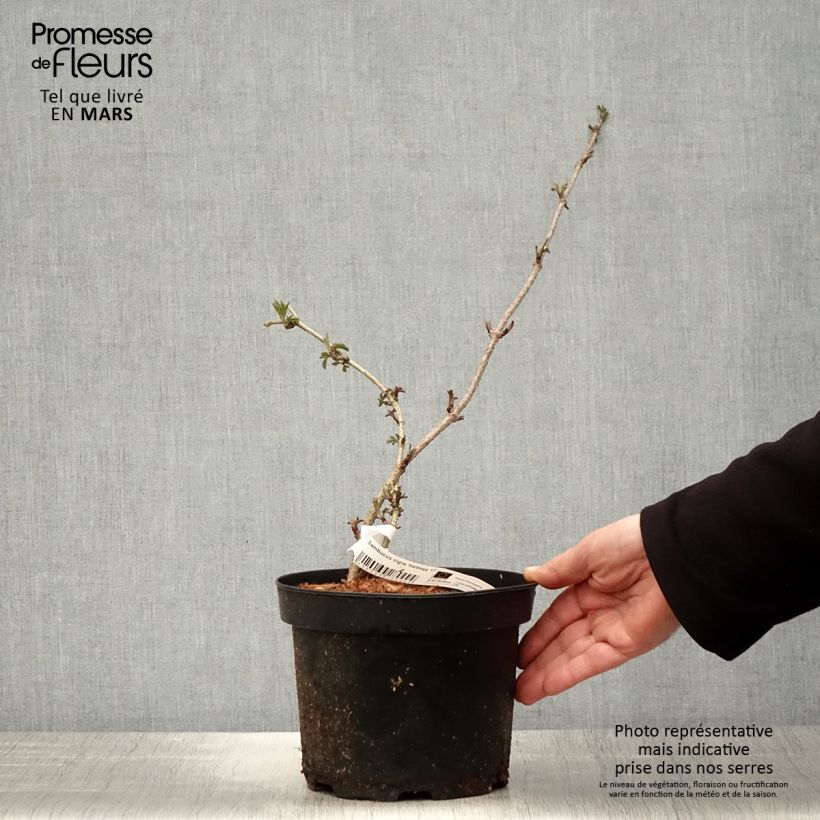 Example of Sambucus nigra Haidegg 17 - Sambuco Vaso da 3L/4L, Multifusto as you get in printemps