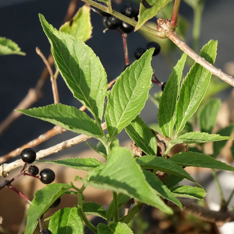 Sambucus nigra Haidegg 17 - Sambuco (Foliage)