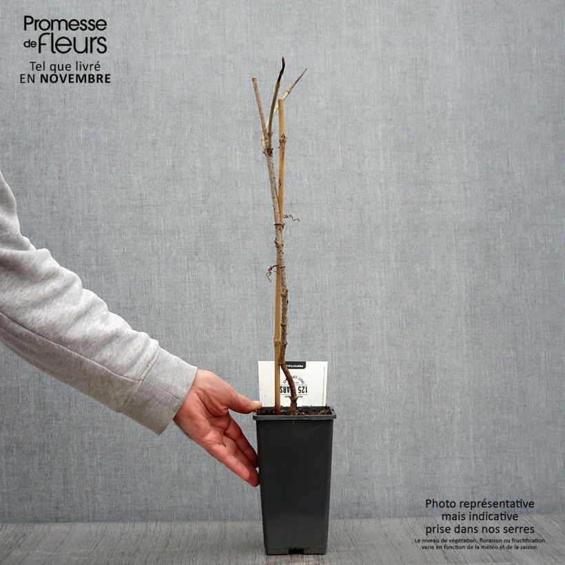 Esemplare di Sambucus nigra Korsor - Sambuco Vaso da 1,5L/2L, A cespuglio come consegnato in autunno