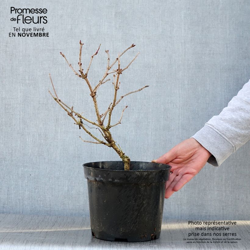 Esemplare di Sureau noir - Sambucus nigra Marion Bull Pot de 4L/5L come consegnato in autunno