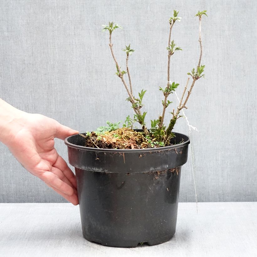 Example of Sambuco nero Obelisk Vaso da 4L/5L as you get in hiver