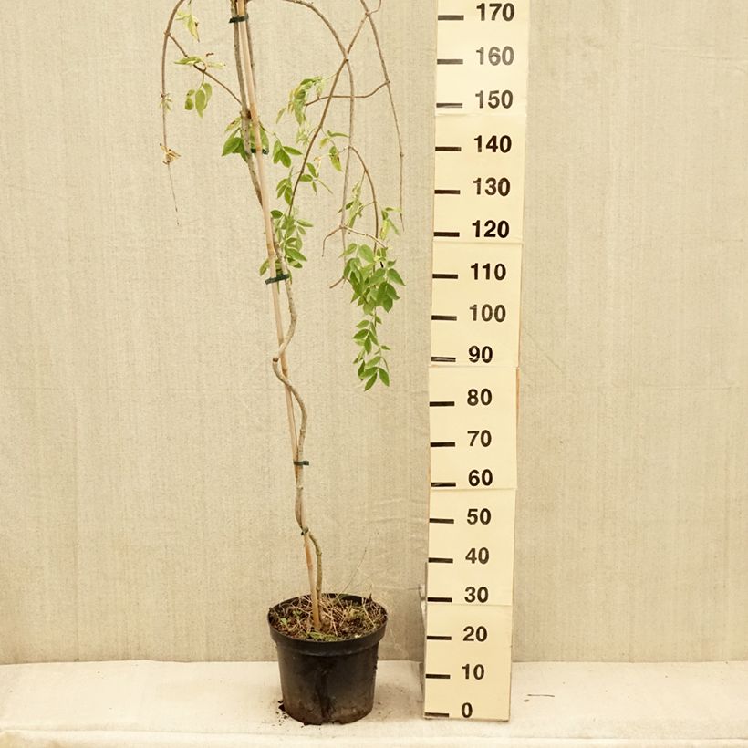 Esemplare di Sambuco nero Pendula Vaso da 7,5L/10L consegnato in estate
