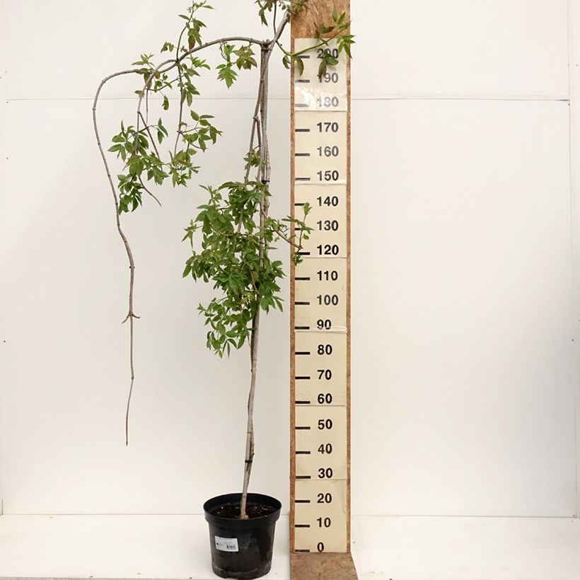 Sambuco nero Pendula Vaso da 7,5L/10L esemplare consegnato in primavera