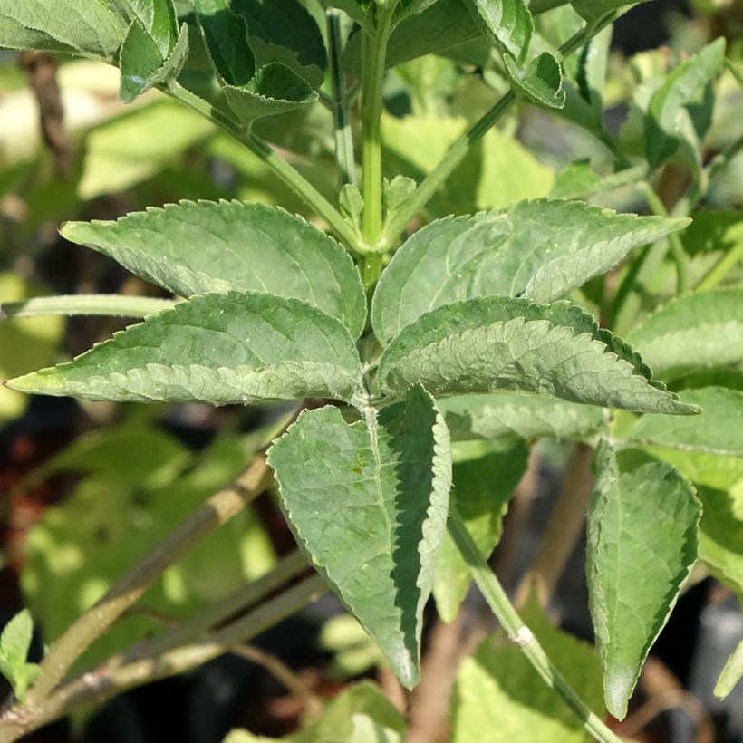 Sambuco nero - Sambucus nigra (Foliage)