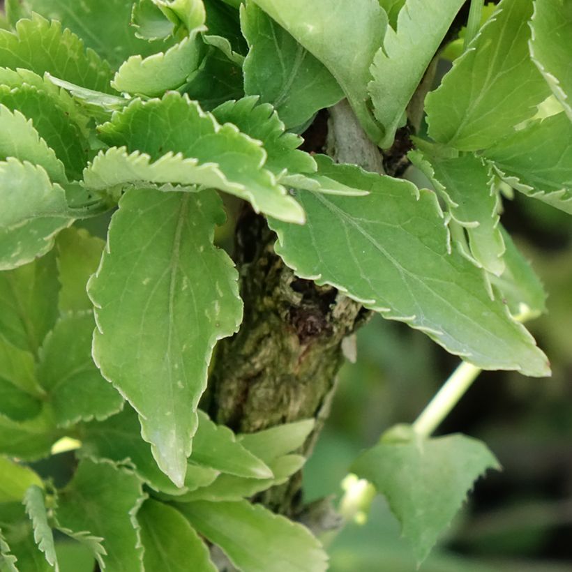 Sambuco nero Pyramidalis (Foliage)