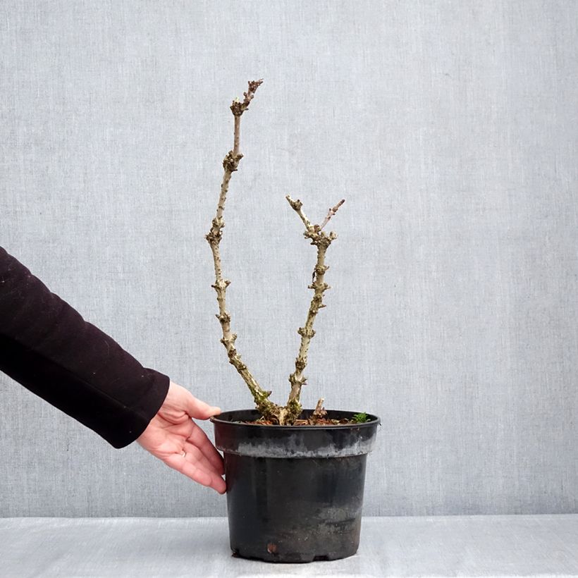 Sureau noir - Sambucus nigra Pyramidalis Pot de 4L/5L esemplare consegnato in inverno