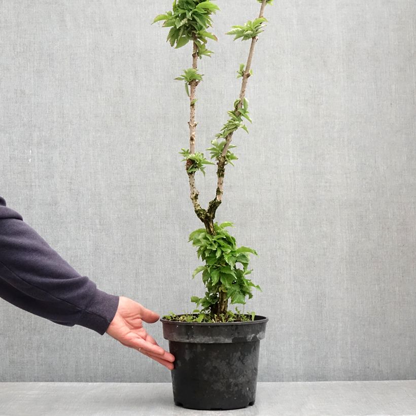 Example of Sambuco nero Pyramidalis Vaso da 4L/5L as you get in printemps