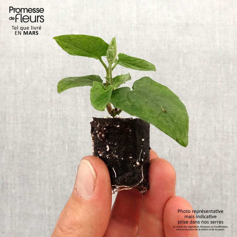 Susanna dagli occhi neri Sunny Suzy Cherry - Thunbergia alata mini zolla... esemplare consegnato in primavera