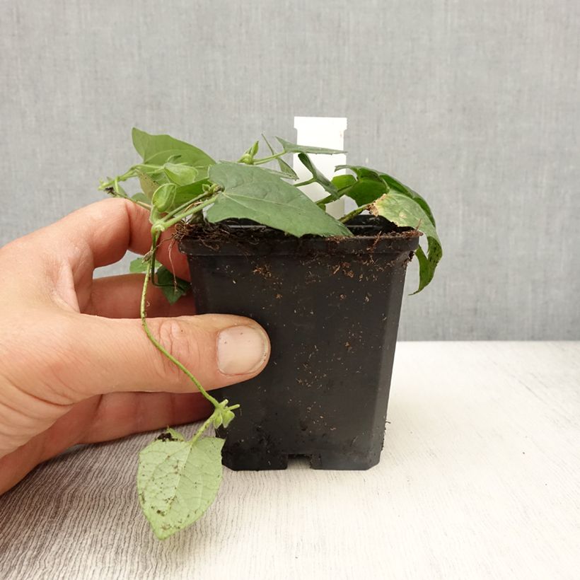 Example of Susanna dagli occhi neri Tangerine Slice - Thunbergia alata Vasetto da 8/9 cm as you get in printemps