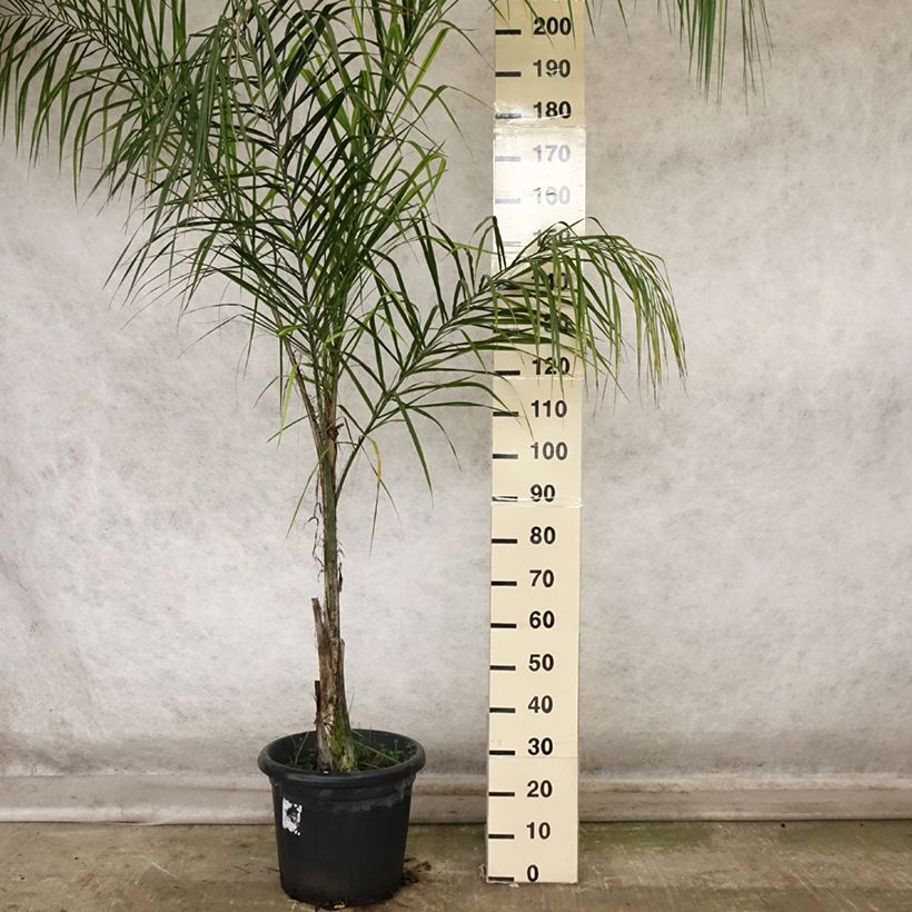 Esemplare di Syagrus romanzoffiana - Palma regina Vaso da 20L/25L come consegnato in autunno