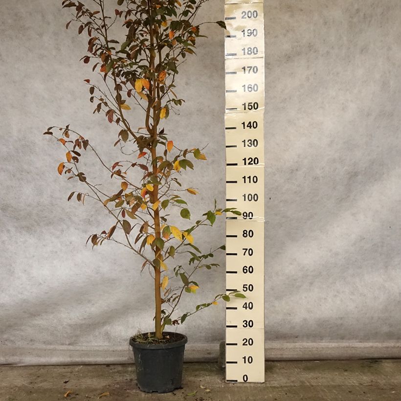Esemplare di Sycoparrotia semidecidua Autunno Rosso Pot de 12L/15L come consegnato in autunno