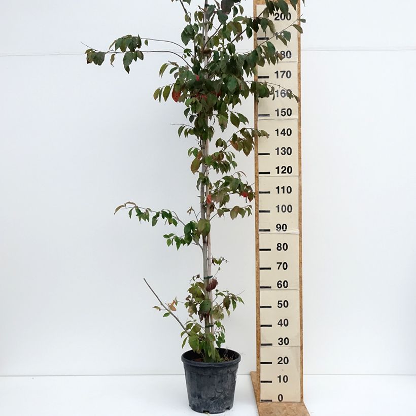 Esemplare di Sycoparrotia semidecidua Autunno Rosso Vaso da 12L/15L consegnato in estate