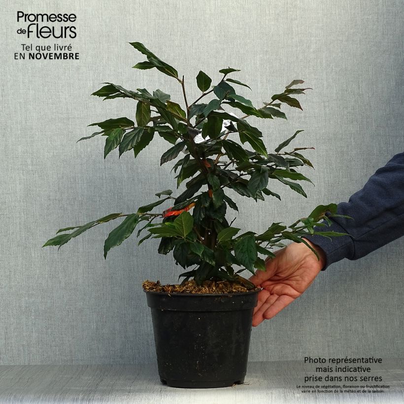 Esemplare di Sycoparrotia semidecidua Purple Haze Vaso da 3L/4L come consegnato in autunno