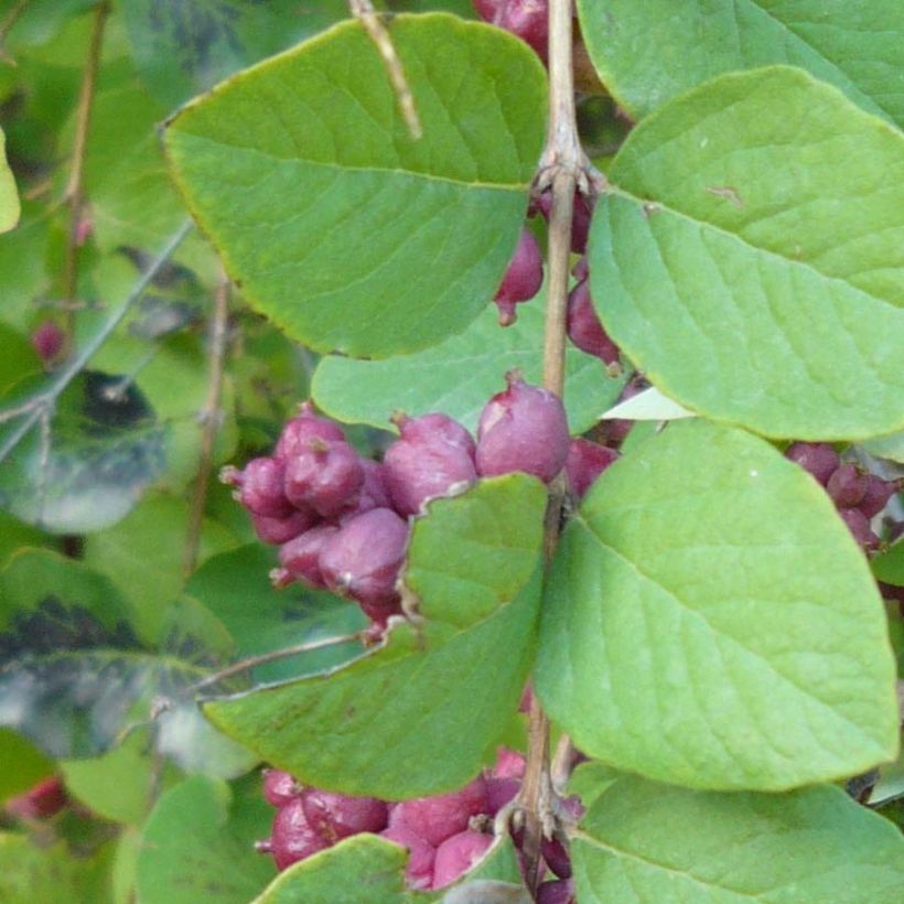 Symphoricarpos orbiculatus - Sinforicarpo (Fogliame)