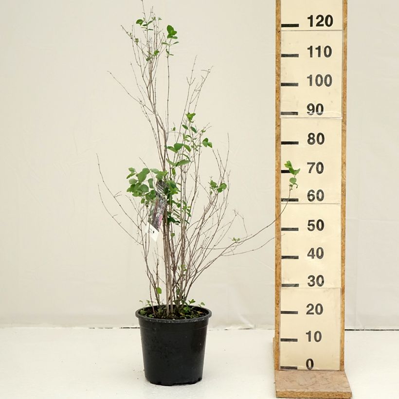 Symphorycarpos albus - Lacrime d'Italia Vaso da 7,5L/10L esemplare consegnato in primavera