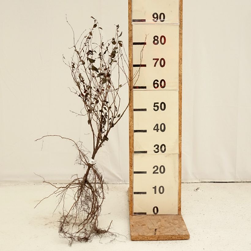 Symphorycarpos albus - Lacrime d'Italia Piante piccole a radice nuda esemplare consegnato in inverno