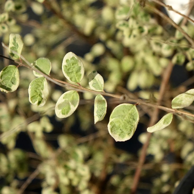Symphoricarpos chenaultii Fiesta Berry - Sinforicarpo (Fogliame)