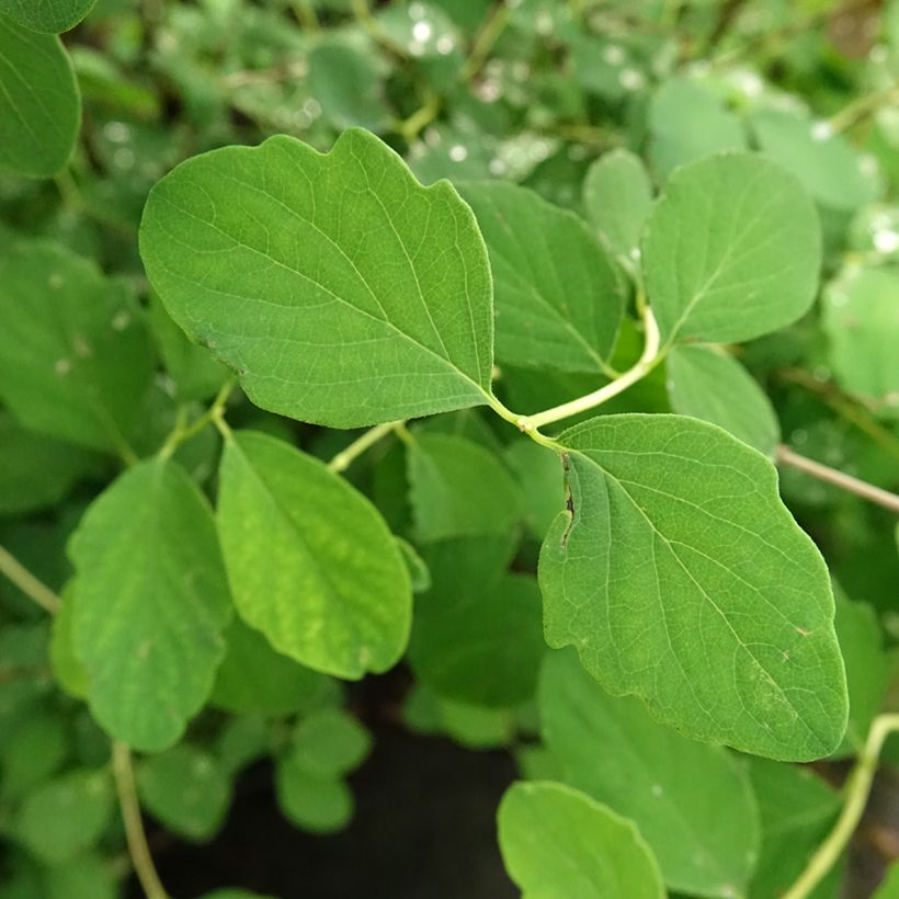 Symphorycarpos doorenboosii White Hedge - Sinforicarpo (Fogliame)