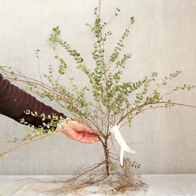 Symphorycarpos doorenboosii White Hedge - Sinforicarpo Piante piccole a radice nuda, A cespuglio esemplare consegnato in inverno