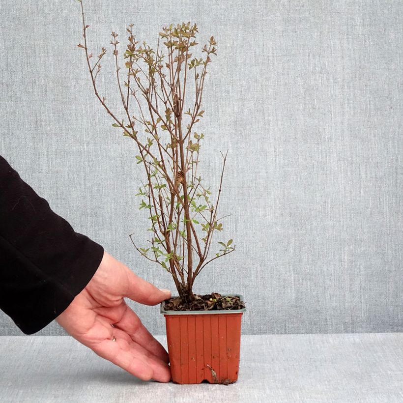 Symphorycarpos doorenboosii Magical Berry Christmas - Sinforicarpo Vasetto da 8/9 cm esemplare consegnato in primavera