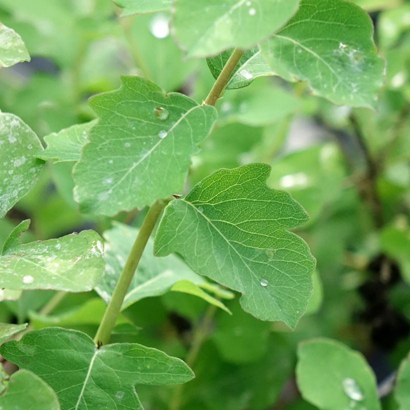 Symphoricarpos orbiculatus Symphony Rave - Sinforicarpo (Fogliame)