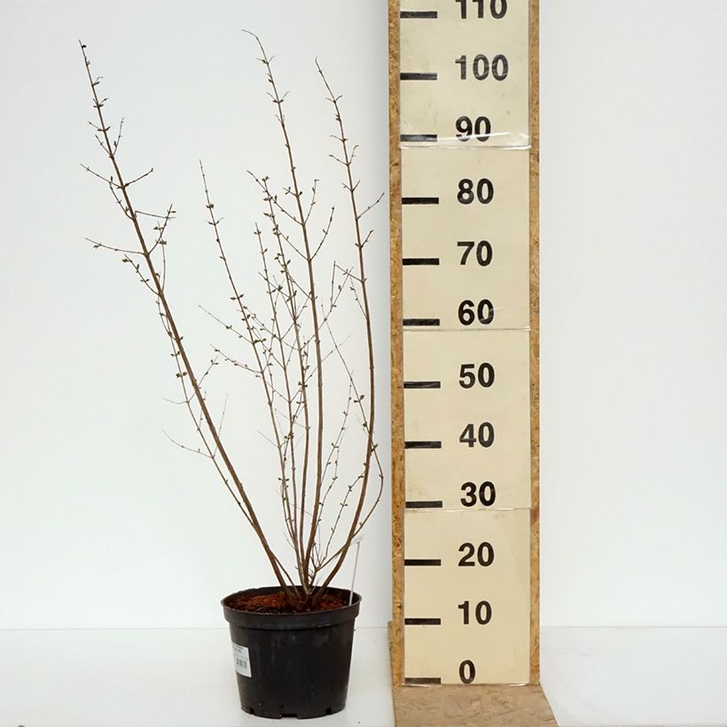 Symphoricarpos orbiculatus Symphony Rave - Sinforicarpo Vaso da 4L/5L esemplare consegnato in primavera